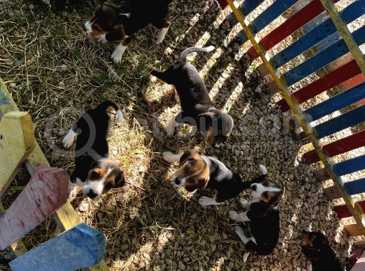 Elizabeth Beagle Yavrularımız görsel