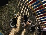 Elizabeth Beagle Yavrularımız