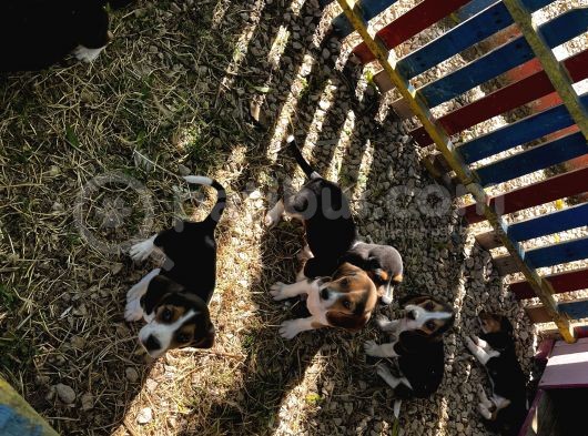 Elizabeth Beagle Yavrularımız