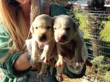 Saf Irk Şampanya Labrador Retriever Yavrularımız