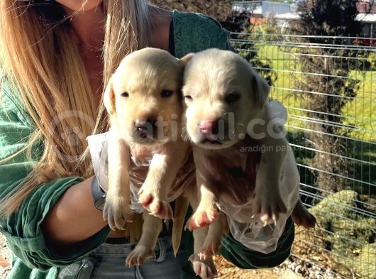Saf Irk Şampanya Labrador Retriever Yavrularımız