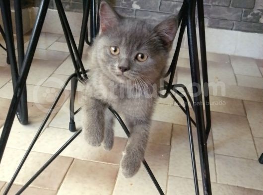 Canlı Peluşlar görsel