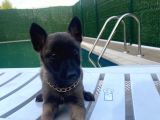SCR belgeli anne babadan Belçika Malinois