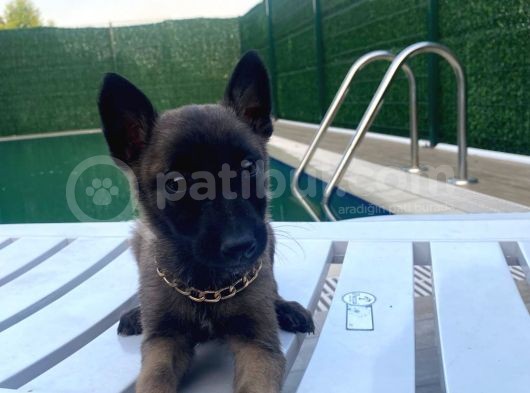 Scr Belgeli Anne Babadan Belçika Malinois