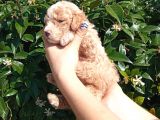Oyuncak Gi̇bi̇ Apri̇cot Poodle Yavrularimiz