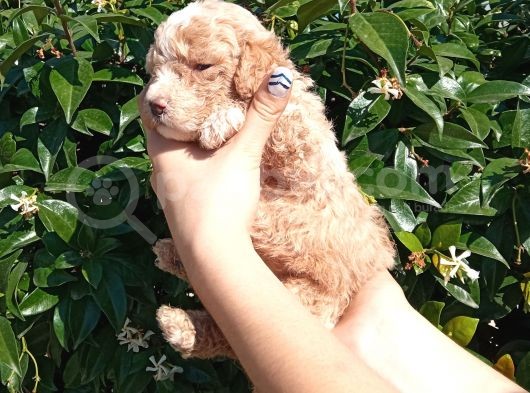 Oyuncak Gi̇bi̇ Apri̇cot Poodle Yavrularimiz görsel