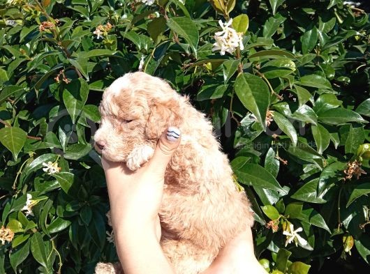 Oyuncak Gi̇bi̇ Apri̇cot Poodle Yavrularimiz görsel
