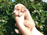 Oyuncak Gi̇bi̇ Apri̇cot Poodle Yavrularimiz