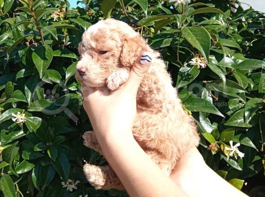 Oyuncak Gi̇bi̇ Apri̇cot Poodle Yavrularimiz görsel