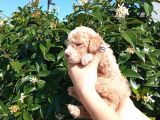 Oyuncak Gi̇bi̇ Apri̇cot Poodle Yavrularimiz