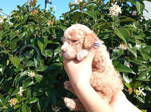 Oyuncak Gi̇bi̇ Apri̇cot Poodle Yavrularimiz görsel
