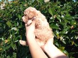 Oyuncak Gi̇bi̇ Apri̇cot Poodle Yavrularimiz