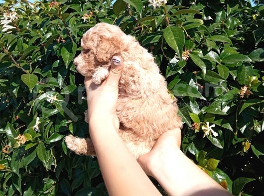 Oyuncak Gi̇bi̇ Apri̇cot Poodle Yavrularimiz görsel