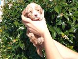 Oyuncak Gi̇bi̇ Apri̇cot Poodle Yavrularimiz