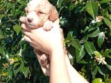 Oyuncu Apri̇cot Mi̇nyatür Poodle Yavrularimiz