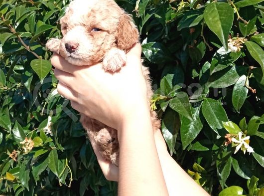 Oyuncu Apri̇cot Mi̇nyatür Poodle Yavrularimiz görsel