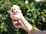 OYUNCAK GİBİ APRİCOT POODLE YAVRULARIMIZ