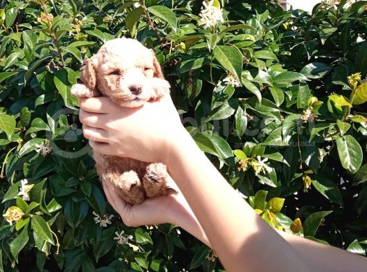 Oyuncak Gi̇bi̇ Apri̇cot Poodle Yavrularimiz