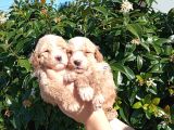 Oyuncu Apri̇cot Mi̇nyatür Poodle Yavrularimiz