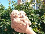 Oyuncu Apri̇cot Mi̇nyatür Poodle Yavrularimiz