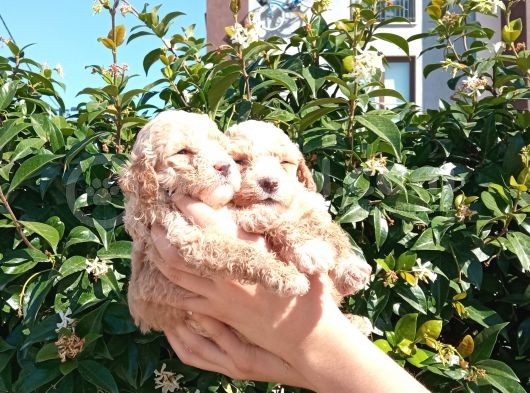 Oyuncu Apri̇cot Mi̇nyatür Poodle Yavrularimiz görsel