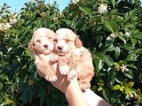 OYUNCU APRİCOT MİNYATÜR POODLE YAVRULARIMIZ