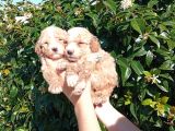 Şi̇ri̇nli̇k Abi̇deleri̇ Apri̇cot Poodle Yavrularimiz