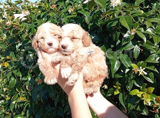 Şi̇ri̇nli̇k Abi̇deleri̇ Apri̇cot Poodle Yavrularimiz görsel