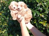 Şi̇ri̇nli̇k Abi̇deleri̇ Apri̇cot Poodle Yavrularimiz