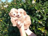 Şi̇ri̇nli̇k Abi̇deleri̇ Apri̇cot Poodle Yavrularimiz