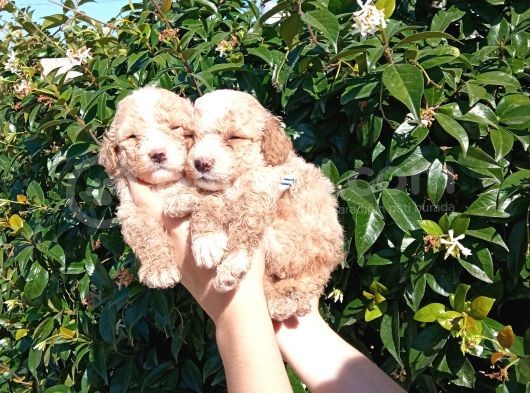Şi̇ri̇nli̇k Abi̇deleri̇ Apri̇cot Poodle Yavrularimiz görsel