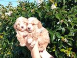 ŞİRİNLİK ABİDELERİ APRİCOT POODLE YAVRULARIMIZ