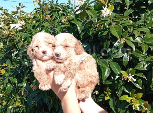 Şi̇ri̇nli̇k Abi̇deleri̇ Apri̇cot Poodle Yavrularimiz