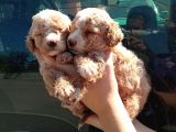 Apri̇cot Mi̇nyatür Bebek Yüzlü Poodle Lar