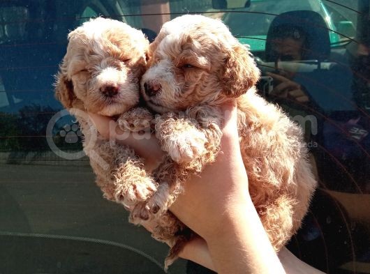 Apri̇cot Mi̇nyatür Bebek Yüzlü Poodle Lar görsel