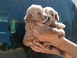Apri̇cot Mi̇nyatür Bebek Yüzlü Poodle Lar