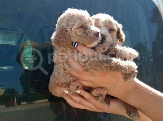 Apri̇cot Mi̇nyatür Bebek Yüzlü Poodle Lar görsel