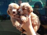 Apri̇cot Mi̇nyatür Bebek Yüzlü Poodle Lar