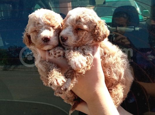 Apri̇cot Mi̇nyatür Bebek Yüzlü Poodle Lar görsel