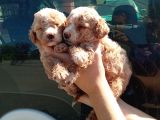 APRİCOT MİNYATÜR BEBEK YÜZLÜ POODLE LAR