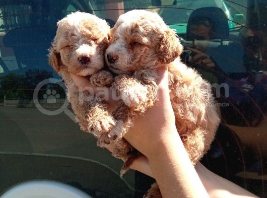 Apri̇cot Mi̇nyatür Bebek Yüzlü Poodle Lar