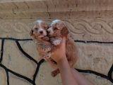 Apri̇cot Poodle Yavrularimiz Farkli Sevenlere