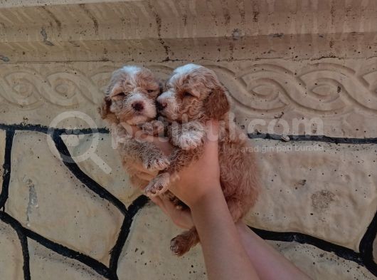 Apri̇cot Poodle Yavrularimiz Farkli Sevenlere görsel