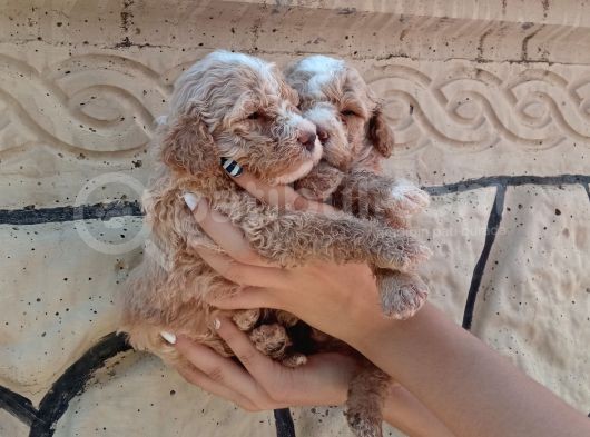 Apri̇cot Poodle Yavrularimiz Farkli Sevenlere görsel