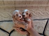APRİCOT POODLE YAVRULARIMIZ FARKLI SEVENLERE
