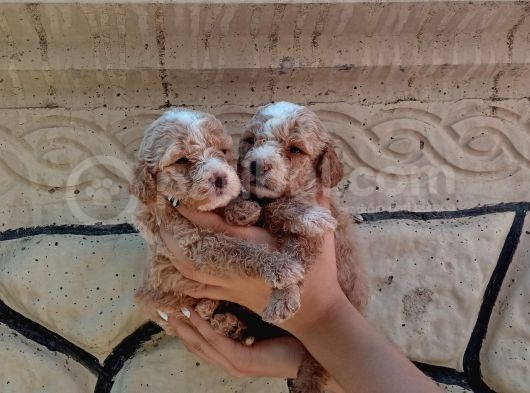 Apri̇cot Poodle Yavrularimiz Farkli Sevenlere