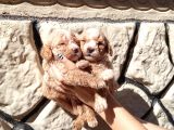 A Kali̇tede Mi̇nyatür Poodle Yavrularimiz