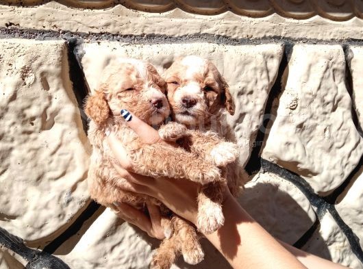 A Kali̇tede Mi̇nyatür Poodle Yavrularimiz görsel