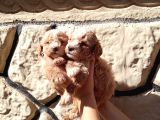 A Kali̇tede Mi̇nyatür Poodle Yavrularimiz