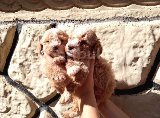 A Kali̇tede Mi̇nyatür Poodle Yavrularimiz görsel